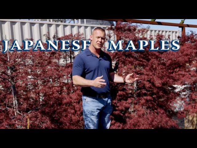 Japanese Maples || Red River Nursery