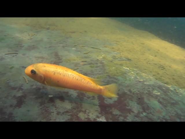 Labeotropheus trewavasae "Mango" (芒果勾鼻)