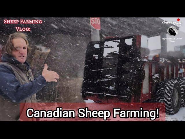 Snowstorm Woes: Spreading Manure & Battling Snow in the Barns | Canadian Sheep Farming