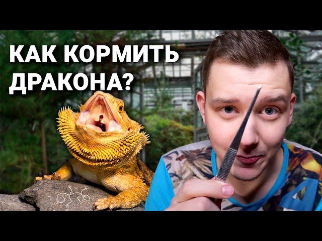Как кормить бородатого дракона?