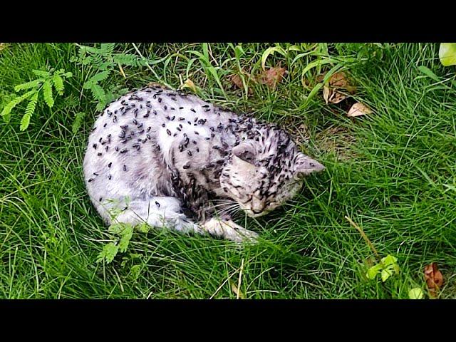 A Dying Cat Covered In Flies, Makes A Faint Cry For Help As Someone Passed By
