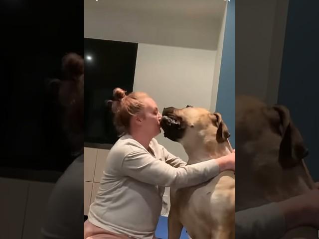 Big Boerboel So You want Cuddles ? #shortsfeed #trending #boerboel