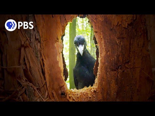 Rare Black Woodpecker Family Caught on Camera