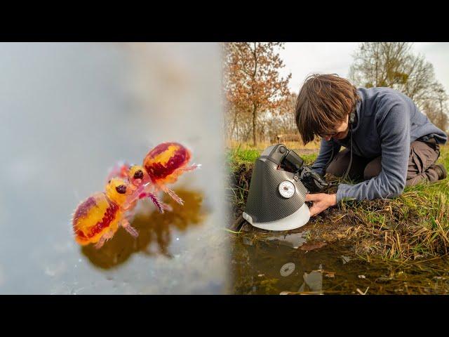 Photographing and Filming tiny Water Springtails