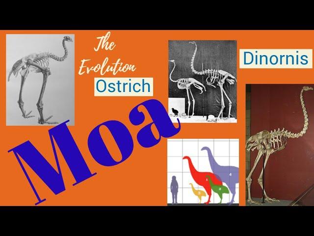 MoA, The most dangerous Animal | Tabo Eminent | Untold Story!!