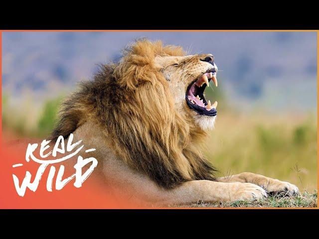 Which Apex Predator Is Top Cat? | Top Cats | Real Wild