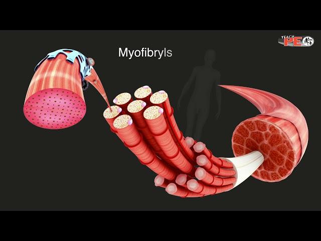 Structure of Skeletal Muscle Explained in simple terms