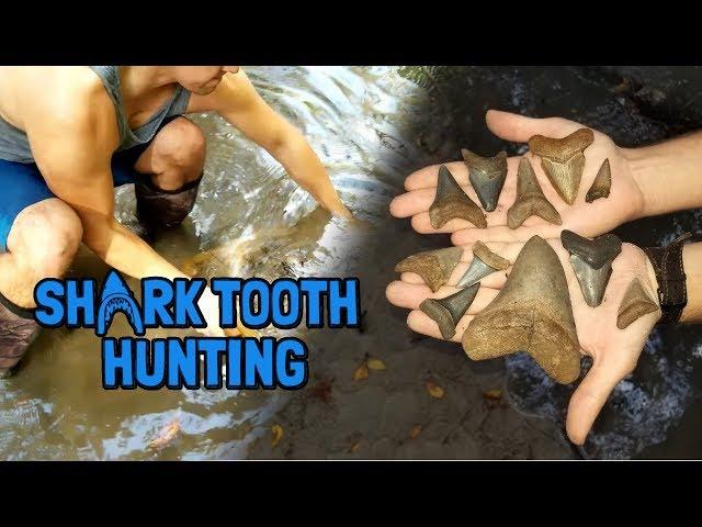 Shark Tooth Hunting | We Found a HUGE Megalodon Tooth in Florida!