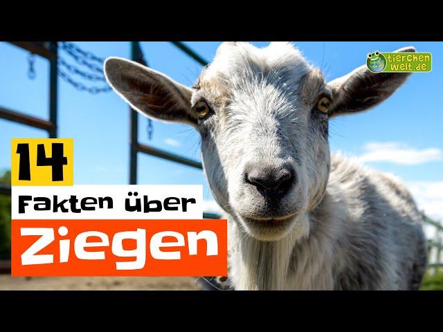 14 Steckbrief-Fakten über Ziegen  - Doku-Wissen über Tiere - für Kinder