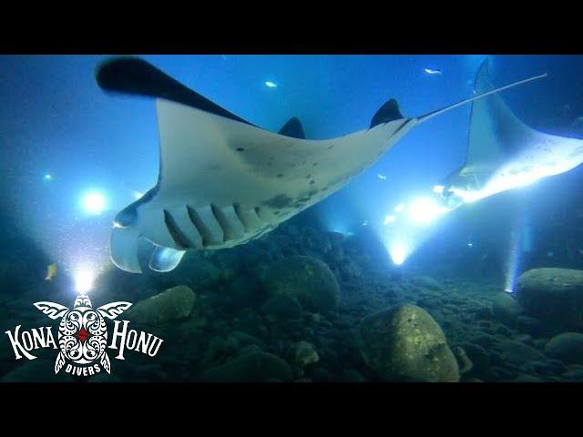 Must See! Manta Ray Dive Kona with Kona Honu Divers