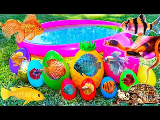 Amazing catch Colorful surprise eggs, crayfish, koi, angelfish, betta fish, goldfish, glofish tetra