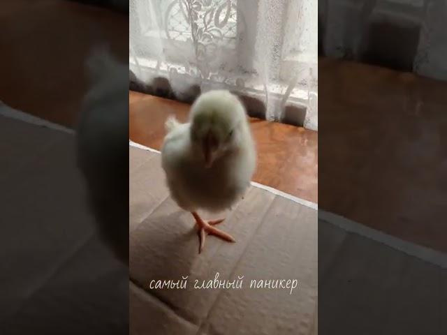 паникер