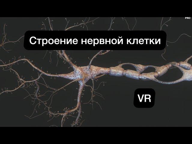 Строение Нейрона в 5D (Анатомия в VR) ЕГЭ/ОГЭ