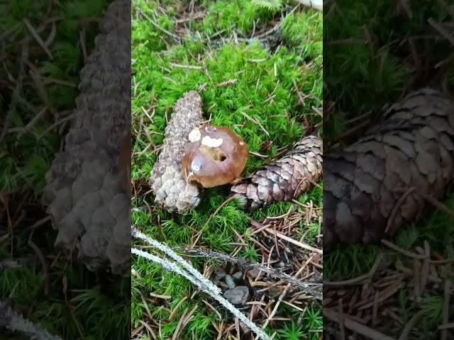 Прогулка сегодня в лесу.