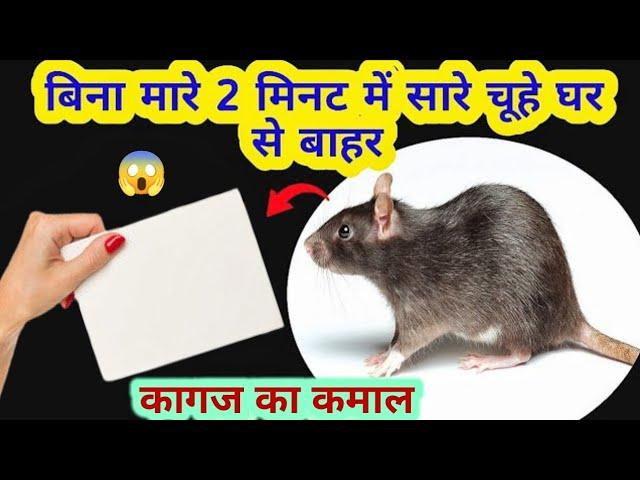 बिना मारे चूहे भगाए इस घरेलू तरीके से   get rid of mouse/ chuhe bhagane ka tarika/kitchen tips