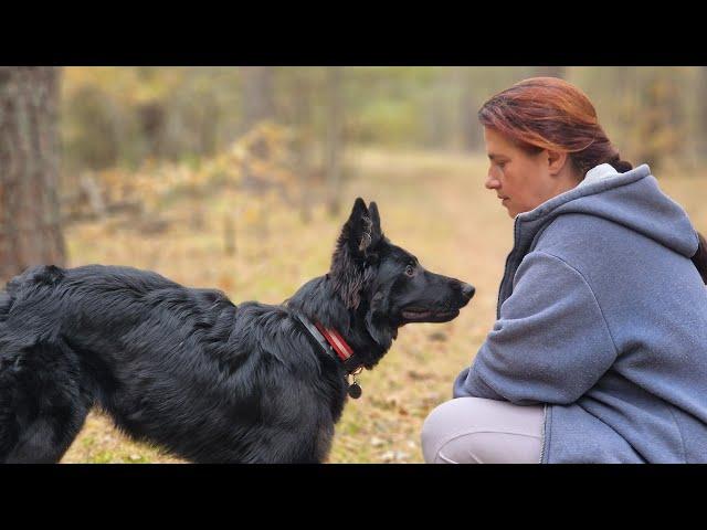 Тренировки немецкой овчарки Астер (6 мес.)