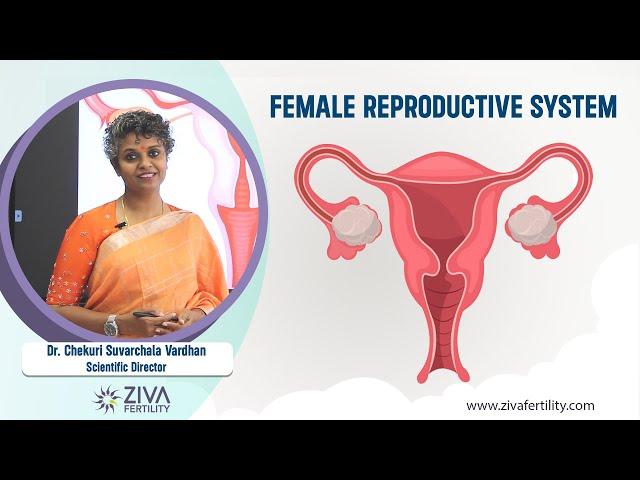 Female Reproductive System -  ZIVA Fertility English - Dr. Chekuri Suvarchala Vardhan