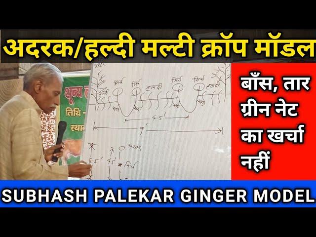 SUBHASH PALEKAR'S GINGER TURMERIC MODEL | अदरक हल्दी मल्टी क्रॉप मॉडल l