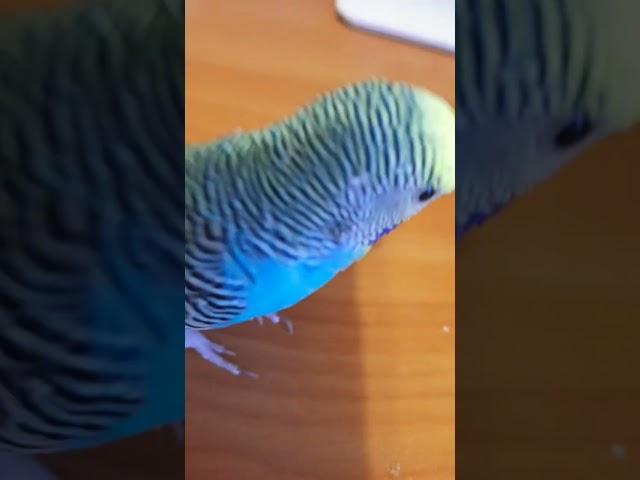 Кешич