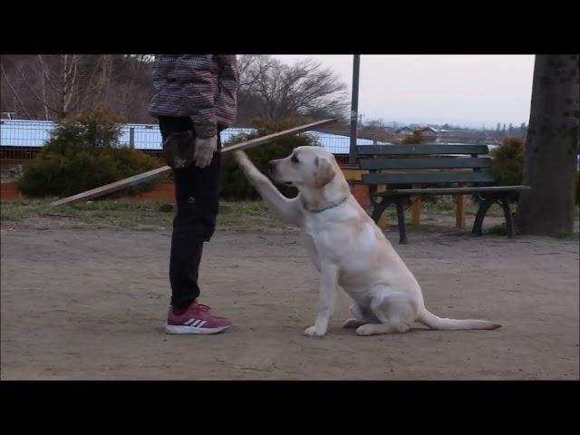 清水警察犬・家庭犬訓練所ネック動画