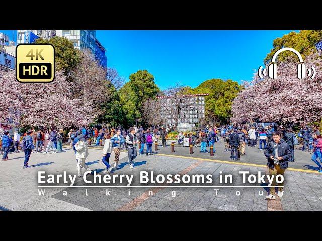 Japan - Early Cherry Blossoms in the middle of Tokyo 2024 Walking Tour [4K/HDR/Binaural]