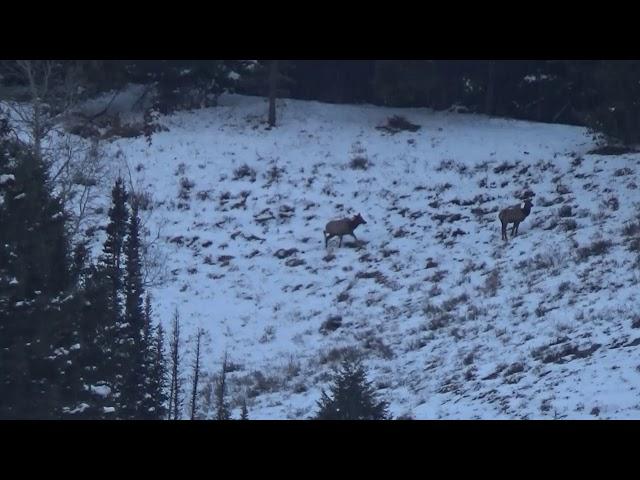 Elk double at 703 yards - 147 eld-m and 180 VLD