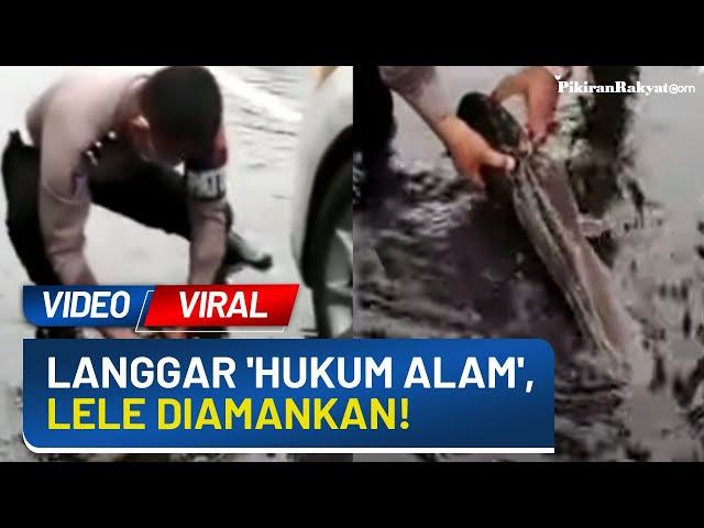 Berita yang Sedang Viral saat Ini: Seekor Lele Terdampar di Jalan Raya dan Diamankan Polisi