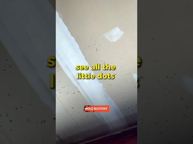 Black Mold  In the Garage  Virtual Inspection