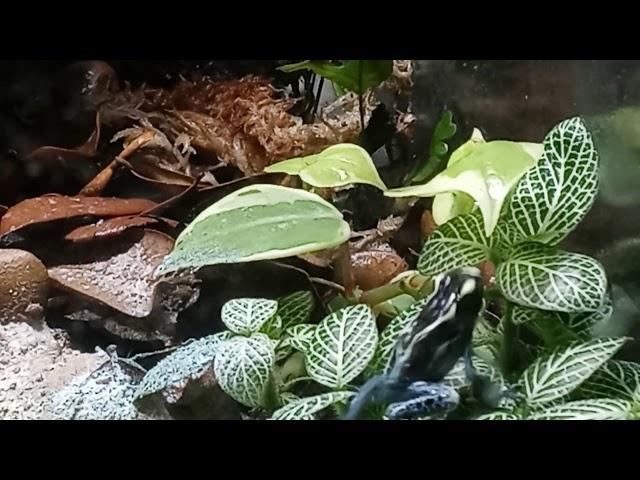 Dendro tinc powder blue dart frogs eating and bioactive  enclosure