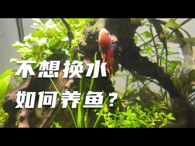 生态缸不想换水？揭秘如何让鱼缸自我维持的终极方法