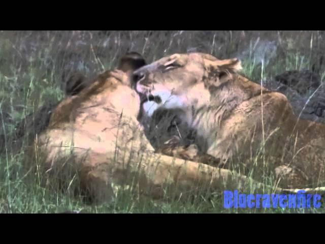 African cats-life is beautiful