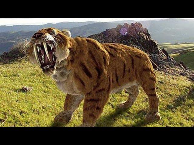 Saber-toothed Tiger | Prehistoric Cats Documentary