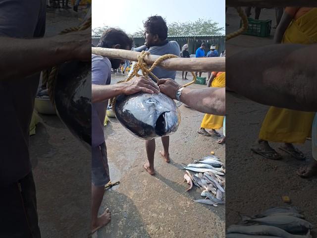 Yellowfin tuna fish #yellowfintuna #fish #tuna #fishing #tunafish  #shorts #shortvideo #short