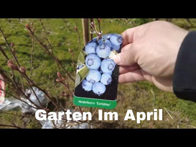 Hecke und Beerensträucher pflanzen, Tomaten düngen - Garten im April