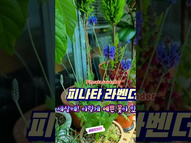 보라색 예쁜 꽃이라면 무조건 이거 키우세요!! 피나타 라벤더~