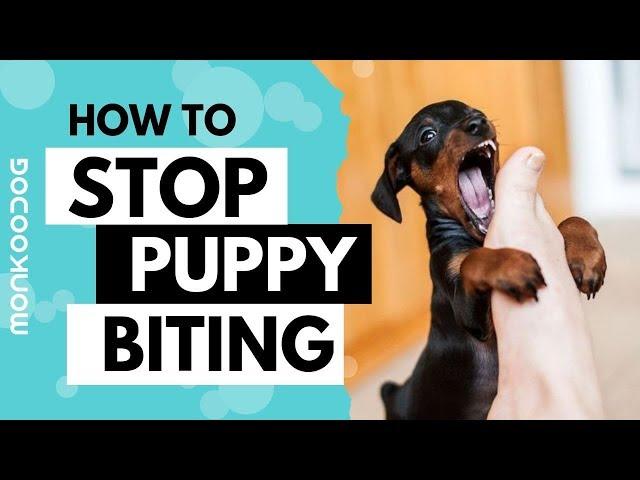 How to STOP PUPPY BITING with just 3 TRICKS at early stage. || Monkoodog