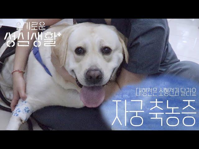 [슬기로운 성심생활] Ep6. 자궁축농증, 대형견과 소형견은 달라요