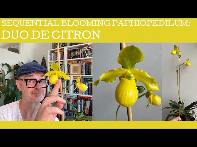 The Sequential blooming Paphiopedilum Duo de Citron!