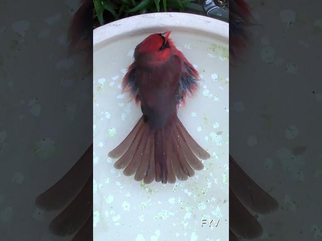 Cardinal Water Dance FYV