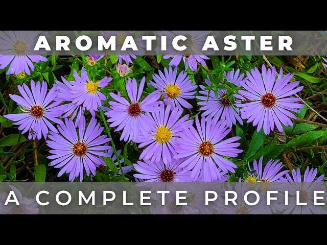 Aromatic Aster - A Complete Profile