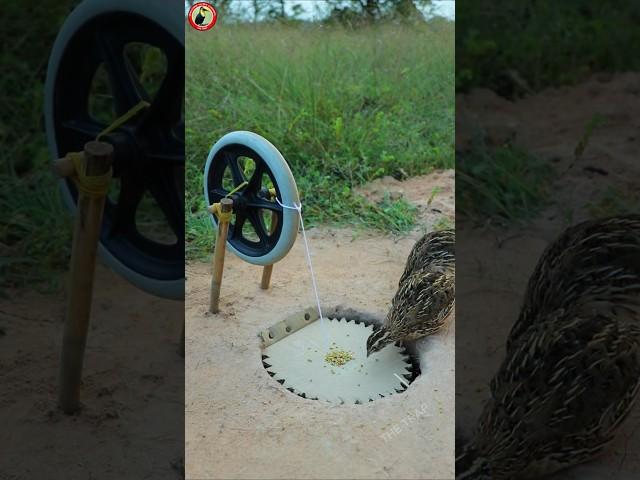 Best Create Quail Trap Technique #storts