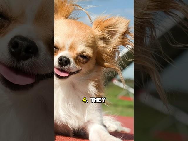 Chihuahua: "Top 5 Fun Facts About Chihuahuas!"