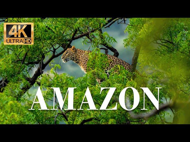 Amazon animals 4k - Wonderful wildlife movie with soothing music