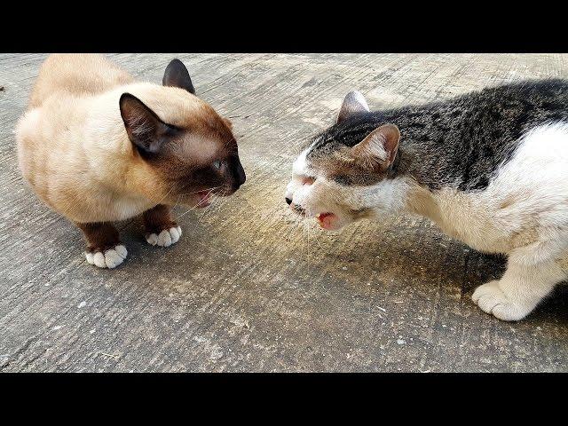 The two talking cats Funny Wichianmas Cat voice