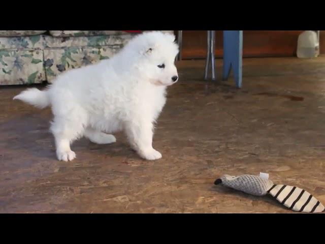 Samoyed Puppy For Sale