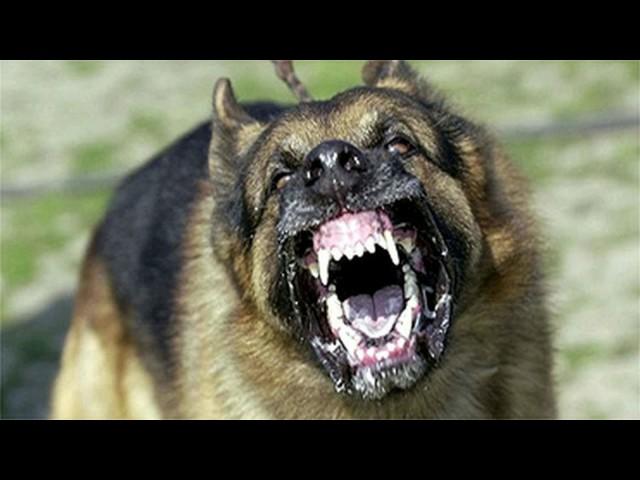 Large Dog Barking SFX Aggressive Loud Dogs 12 Hours High Quality Sound Effects of Canine Barks