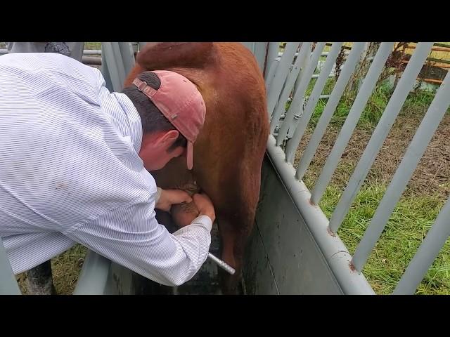 Banding our bulls with Callicrate bander tool.