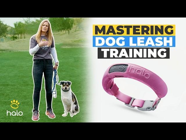 Dog Walker and Expert Trainer on Mastering Leash Training Bond and Control with Your Dog