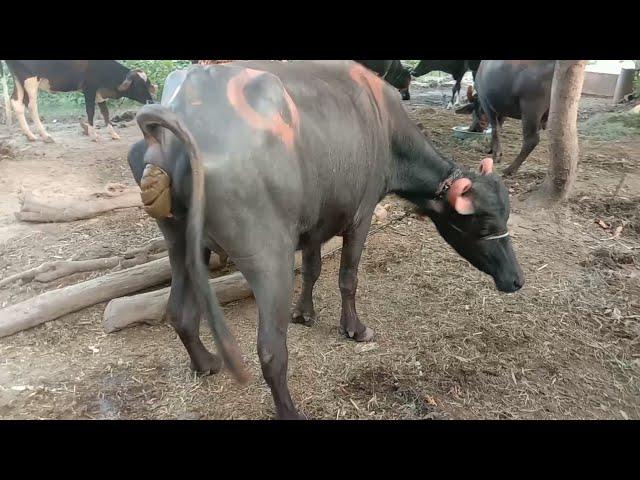 Two buffalo dung, poop, pooping video...