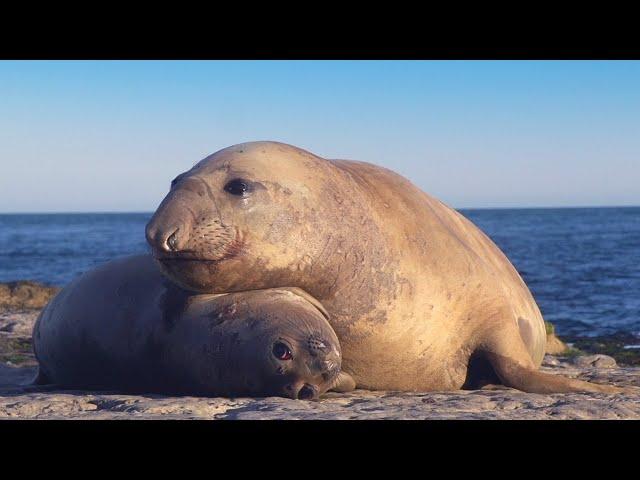 Take a Relaxing Journey Into Patagonia's Wildlife | The Wild Place | BBC Earth